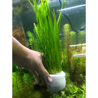 cây thủy sinh hẹ nước To