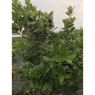 cây giống cherry brazil chịu nhiệt