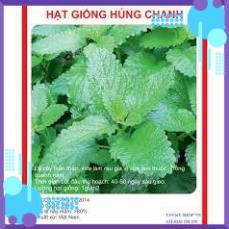 HẠT GIỐNG HÚNG CHANH GÓI 0,1G