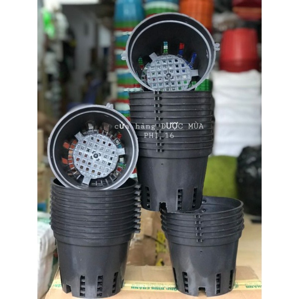combo 10 chậu lan phi 16 (hàng dày)