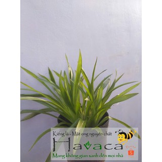 [Xả hàng] Cây phong lộc hoa sắp nụ