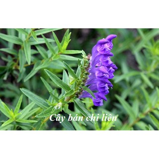 Bán Chi Liên 1kg