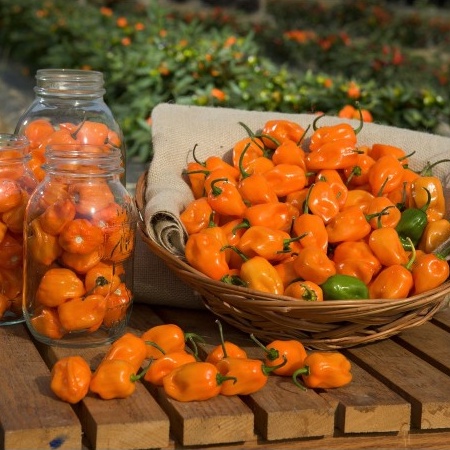 Hạt Giống Ớt Cay Habanero Scoville 350