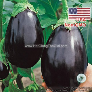 0.1 G Hạt Giống Cà Tím Trứng USA (B1.101| B29*X44*M231)