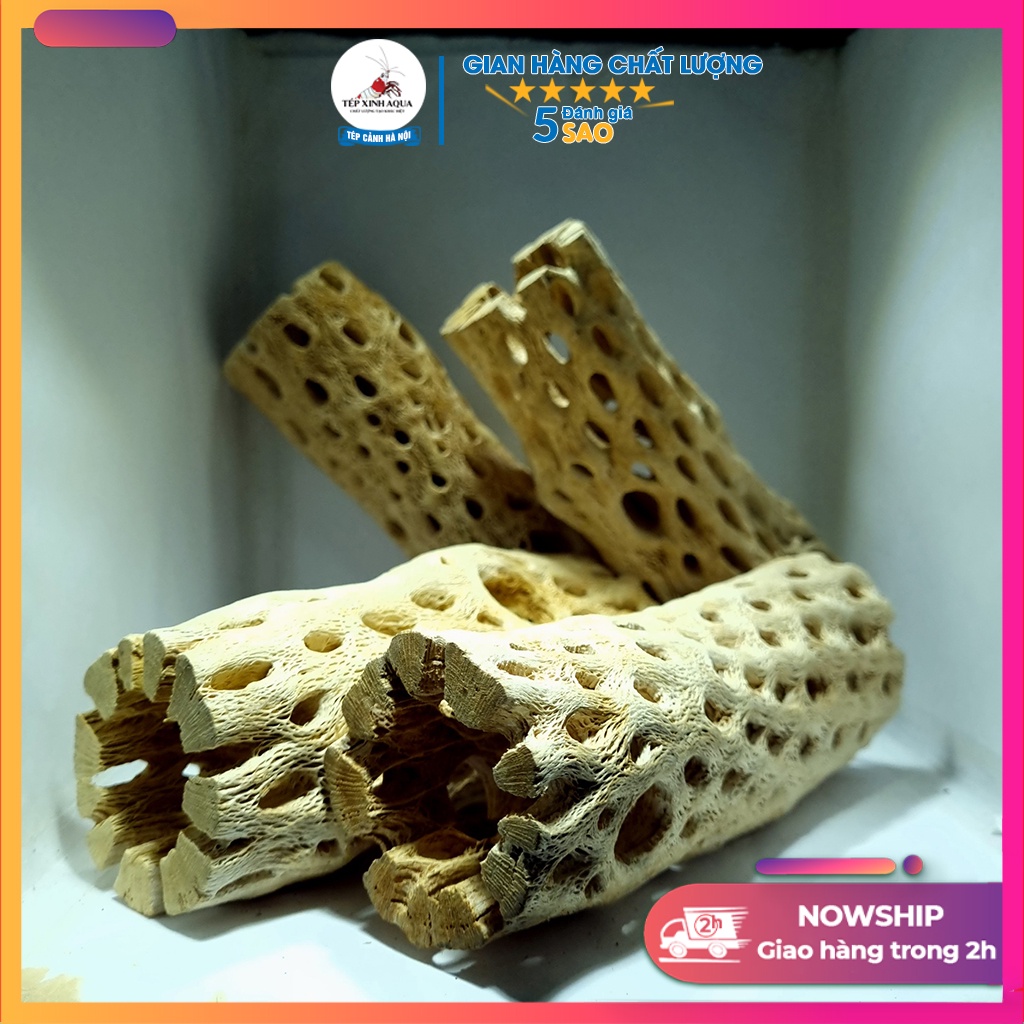 Đồ trang trí bể tép - Lũa teddy Bear Cholla size lớn cho tép cảnh
