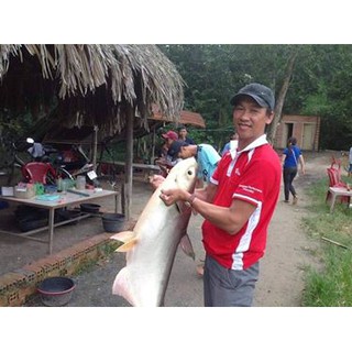 Mồi Câu Cá TRA, TRÊ, CHIM,...