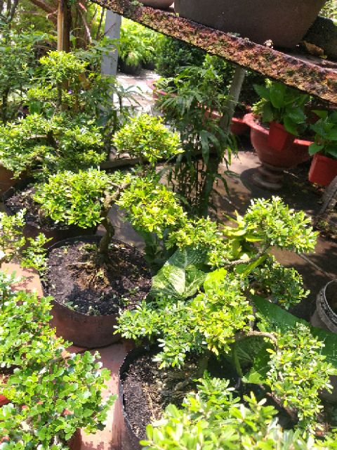 Linh sam bonsai thành phẩm