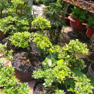 Linh sam bonsai thành phẩm