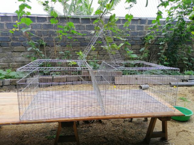 Lồng thỏ sinh sản 120x60x35cm