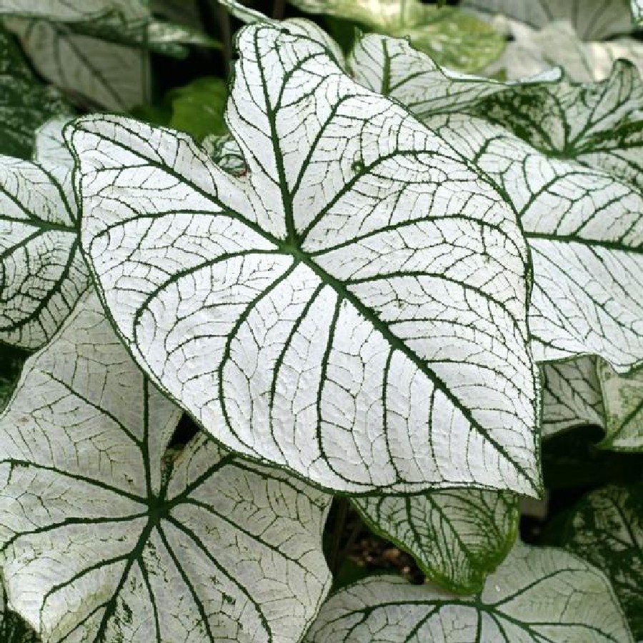 Cây Caladium White Xmas (Môn Giáng Sinh) Size vừa chậu nhựa 10cm