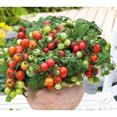 50 Hạt Giống Cà Chua Bi Lùn Siêu Quả, Trồng Bonsai Siêu Đẹp (K8069)