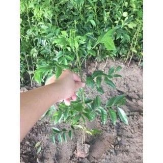 Cây Giống Móc Mật, Dễ Trồng