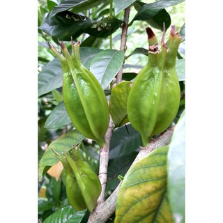 Tiểu tiện,thông mật:dành dành(chi tử),bông mã đề,1kg rễ cỏ tranh,râu mèo,actiso,(mua lẻ thì bạn tìm sản phẩm ảnh thứ 5