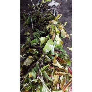 1kg cây tầm gửi gạo