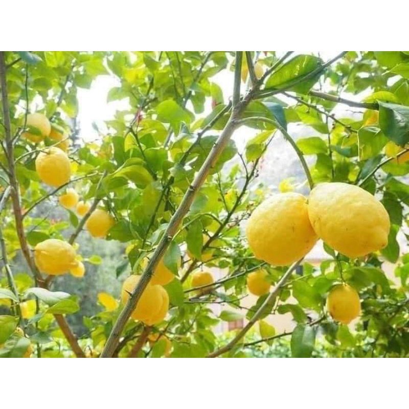 Cây chanh vàng mỹ quả to không hạt. cho quả sớm