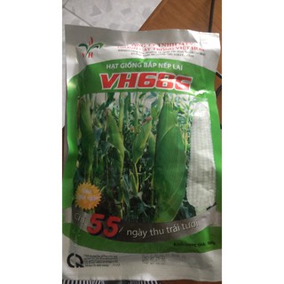 Hạt giống bắp nếp lai_vh686