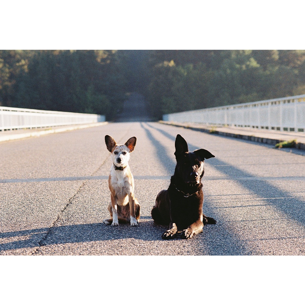 Phim Kodak Color Plus ISO 200, Màu Color, 135/35mm x 36 Kiểu, In Date Cho Máy Chụp Ảnh Film - LIIQ Flash