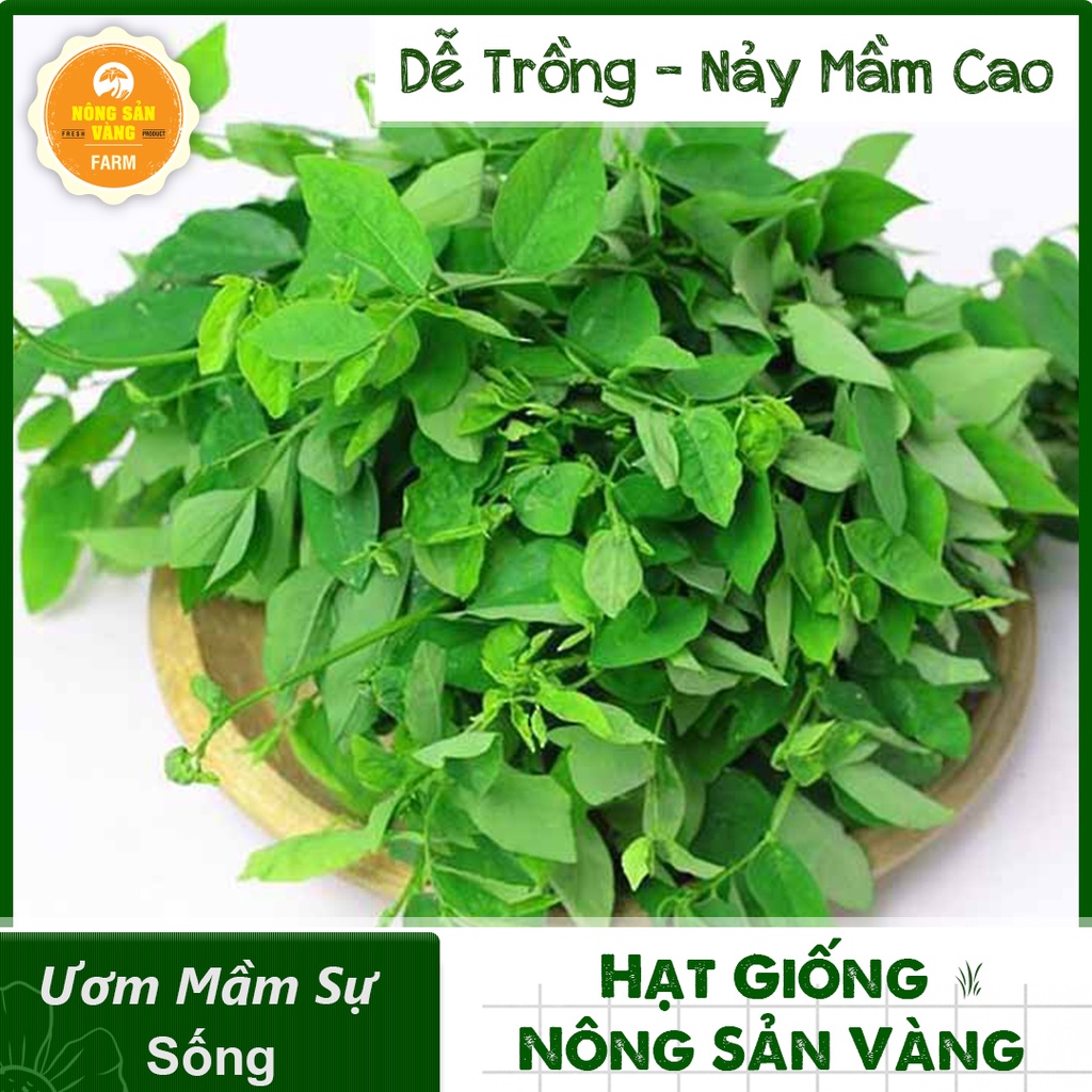 Hạt giống Rau Ngót ( Gói 100 Hạt ) - Nông Sản Vàng