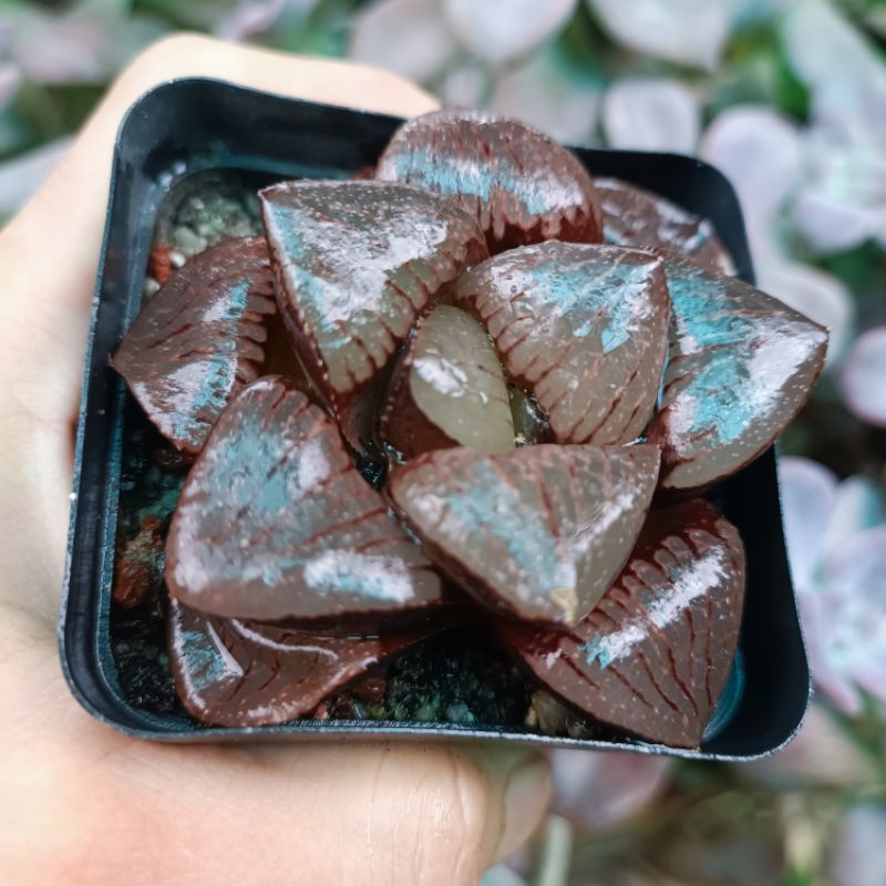 New sale 50%-  Sen Đá Haworthia Sun Moon Lake guốc Vip.