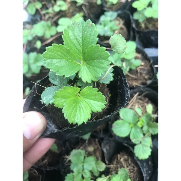 Combo 5 cây dâu tây chịu nhiệt