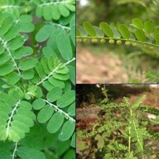 Hạt Giống Diệp Hạ Châu Đắng - Cây Dược Liệu 50 hạt (TẶNG gói kích thích hỗ trợ hạt nảy mầm)