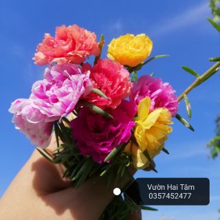 1kg Hoa 10h kép mix màu