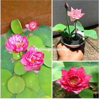 10H - HẠT GIỐNG HOA SEN MINI NHẬT MIX