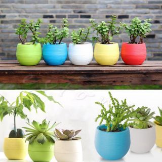 Chậu Nhựa Trồng Sen Đá Tách Được