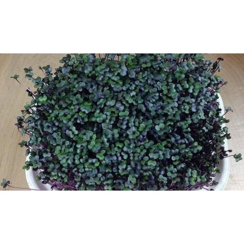 HẠT GIỐNG MẦM BẮP CẢI ĐỎ - 340H
