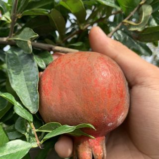 Cây 🌲 Lựu đỏ thái....đang trái