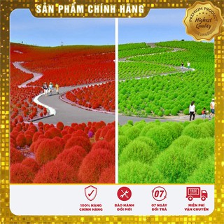 Hạt Giống Cỏ Đổi Màu Nhật Bản(50 hạt)