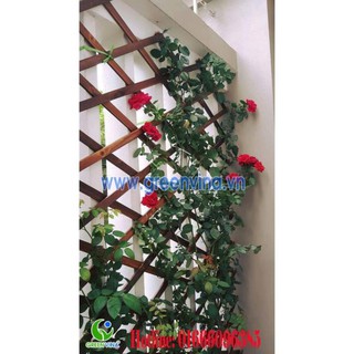 Giàn gỗ đa năng trang trí ban công, giàn leo cho cây chịu mưa nắng kt 60*180cm