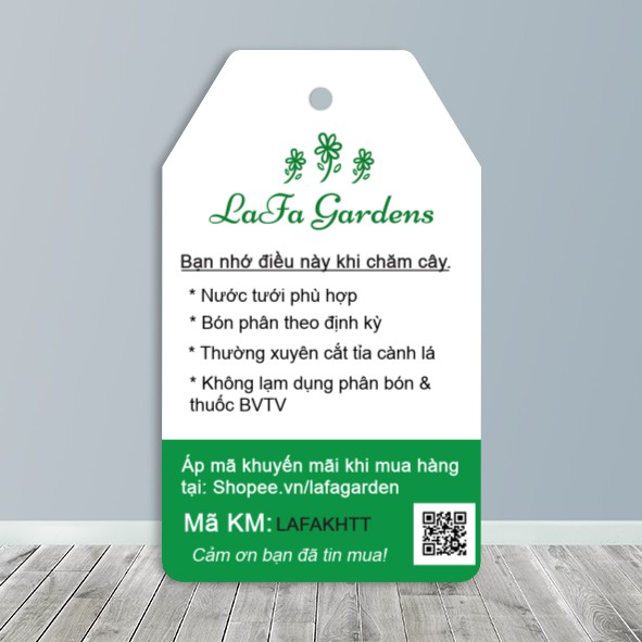 Cây hoa cúc thân gỗ LAFA GARDEN hoa màu vàng cây trồng lâu năm tạo cảnh quan sân vườn