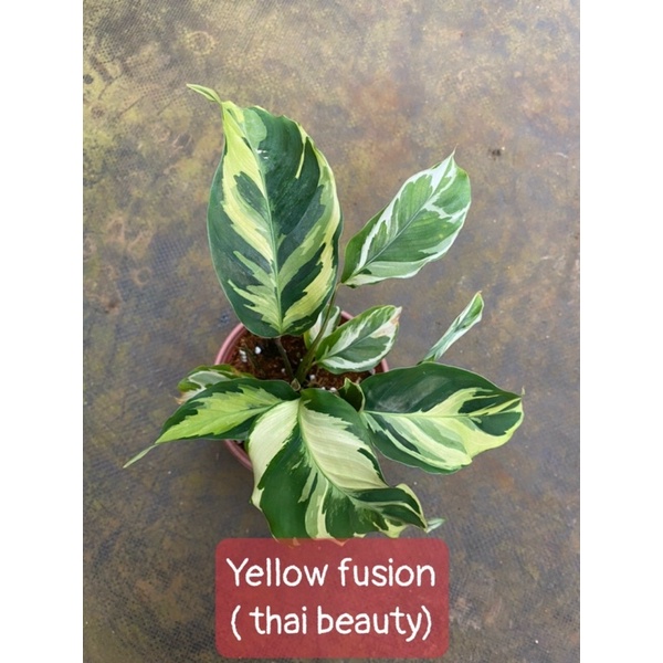 Chậu cứng đuôi công var vàng - Calathea yellow fusion