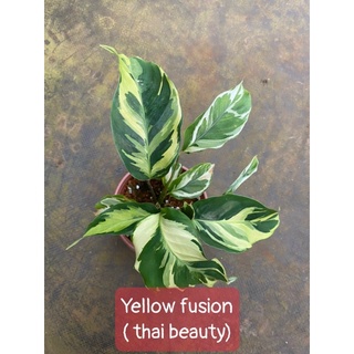Chậu cứng đuôi công var vàng - Calathea yellow fusion