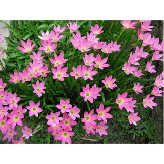 Hoa tóc tiên - gốc 3 đến 5 cây + Chậu gáo dừa + hạt dinh dưỡng tưới cây + một sô hạt giống rau màu (hoa)