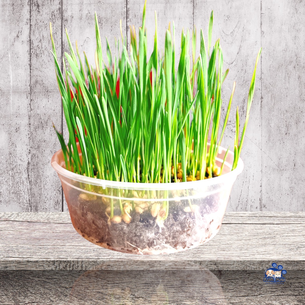 Cỏ Mèo Tươi Trồng Sẵn - Bổ sung chất xơ, vitamin, chống búi lông, hỗ trợ tiêu hóa - Kún Miu Pet Shop