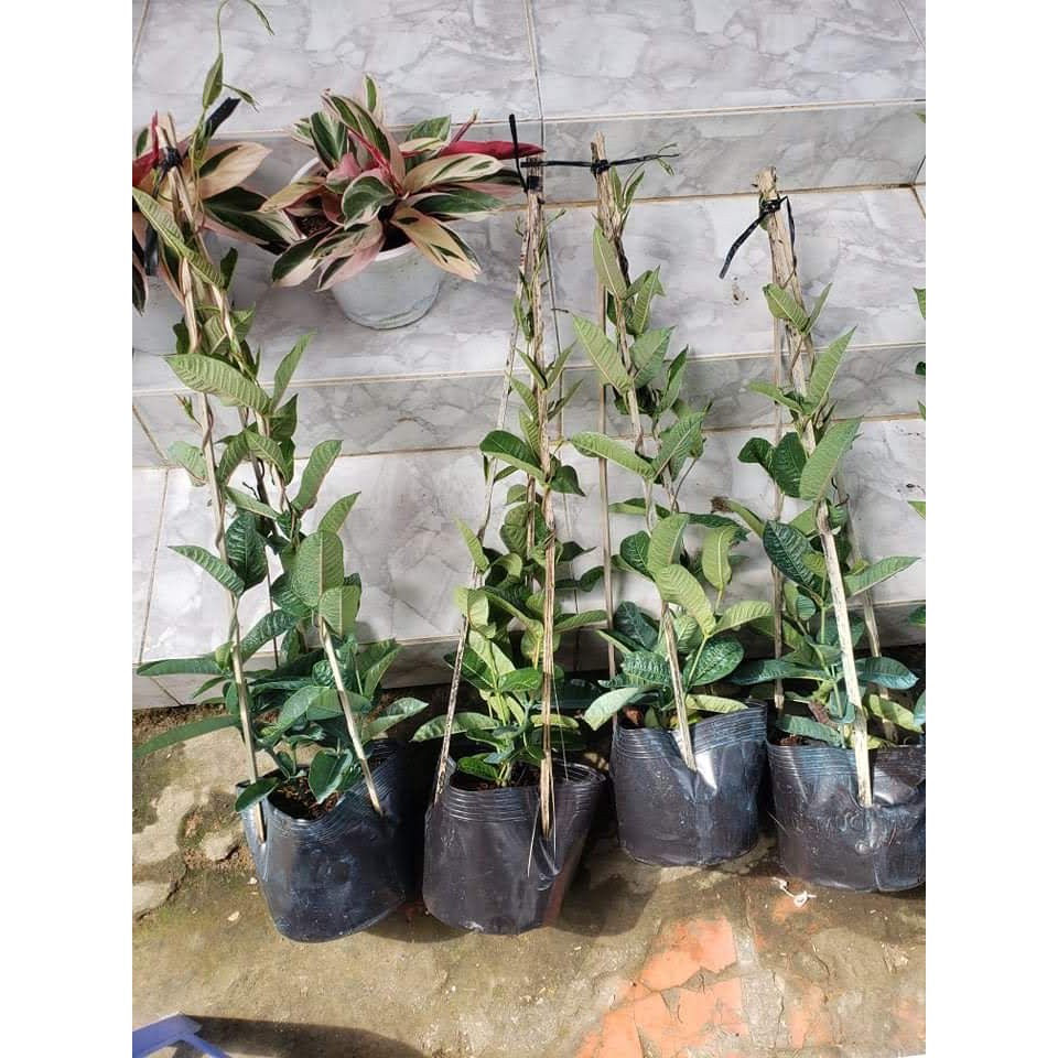 Cây Hoa Hồng Anh Cánh Kép