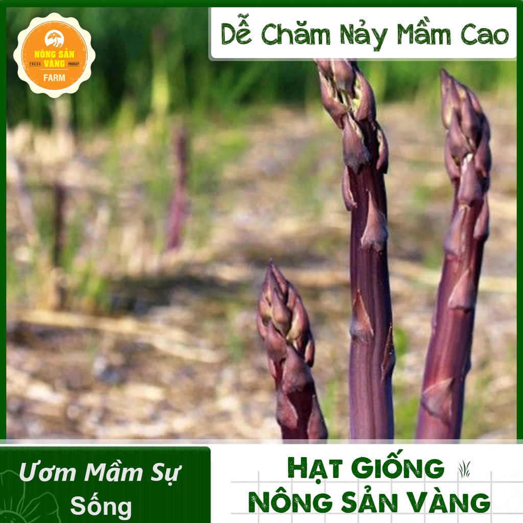 Hạt giống Măng Tây Tím ( Gói 10 Hạt ) - Nông Sản Vàng