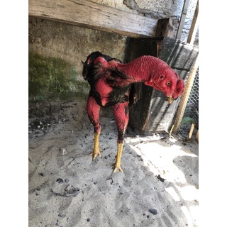 bổ máu cho gà