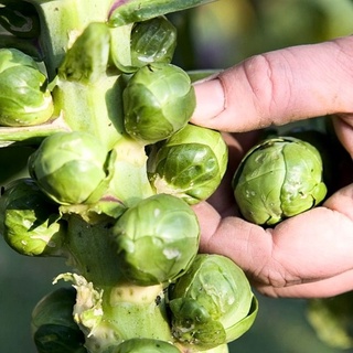 Hạt giống bắp cải tí hon 2gr xuất xứ italy