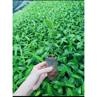Trầm Hương _ Gió Bầu giống