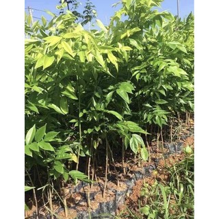 Cây Sưa Đỏ, bán giống Cây Sưa Đỏ, bảo hành 10 năm