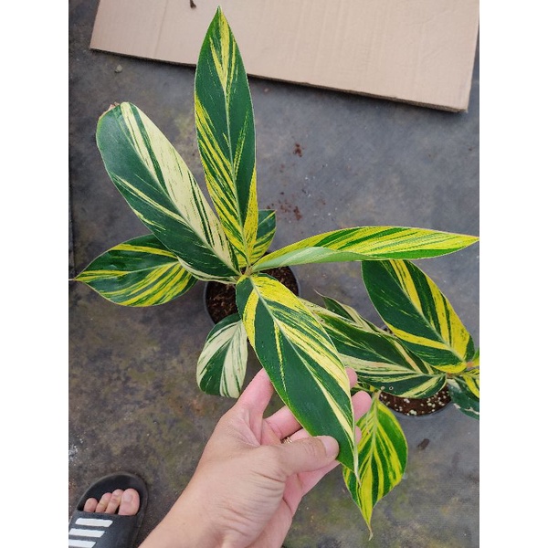 Cây riềng var - Variegated Shell Ginger, cây khoẻ sức sống tốt