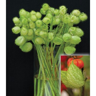 hạt giống hoa bong bóng