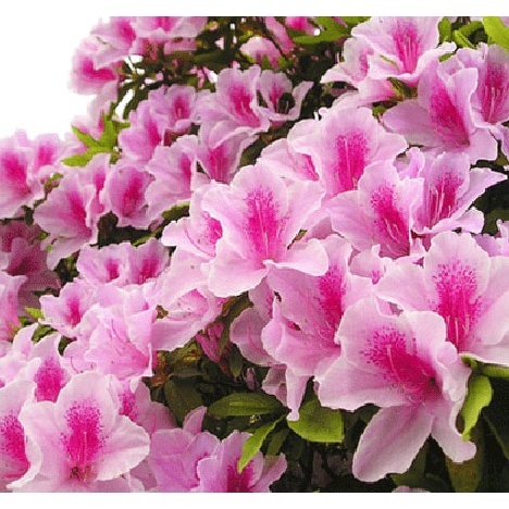 Hạt Giống Hoa Đỗ Quyên - Hạt Chuẩn Nảy Mầm Tốt Tặng Kèm Kích Mầm