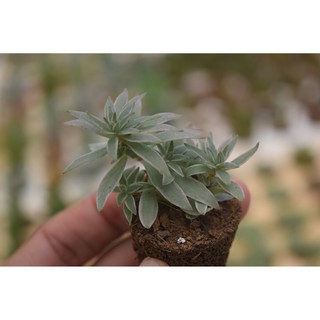 Sen đá cỏ trắng mini 2-4cm