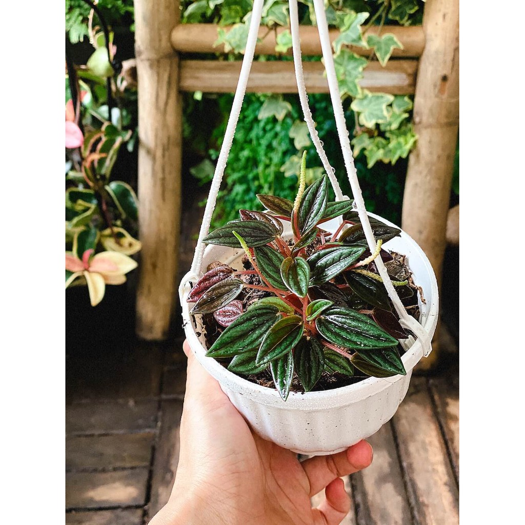 Cây Peperomia caperata Rosso (Bình An Tím Rosso) chậu treo bí ngô