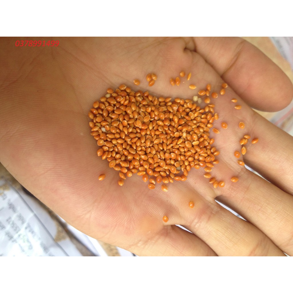 Hạt kê vàng đỏ trắng