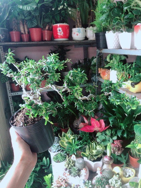 Cây Linh Sam Bonsai